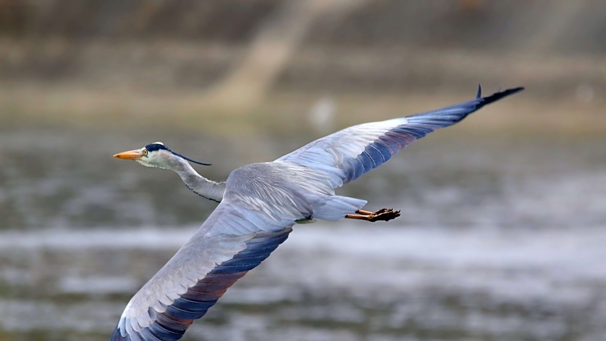 Egretă mare albastră. Foto: Florin Băltățoiu