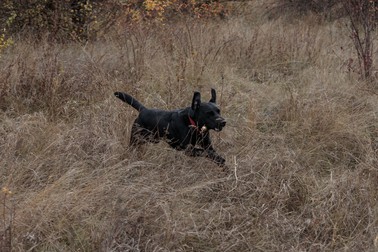 Un labrador negru din echipa Belgiei participantă la Campionatul Mondial canin din Craiova