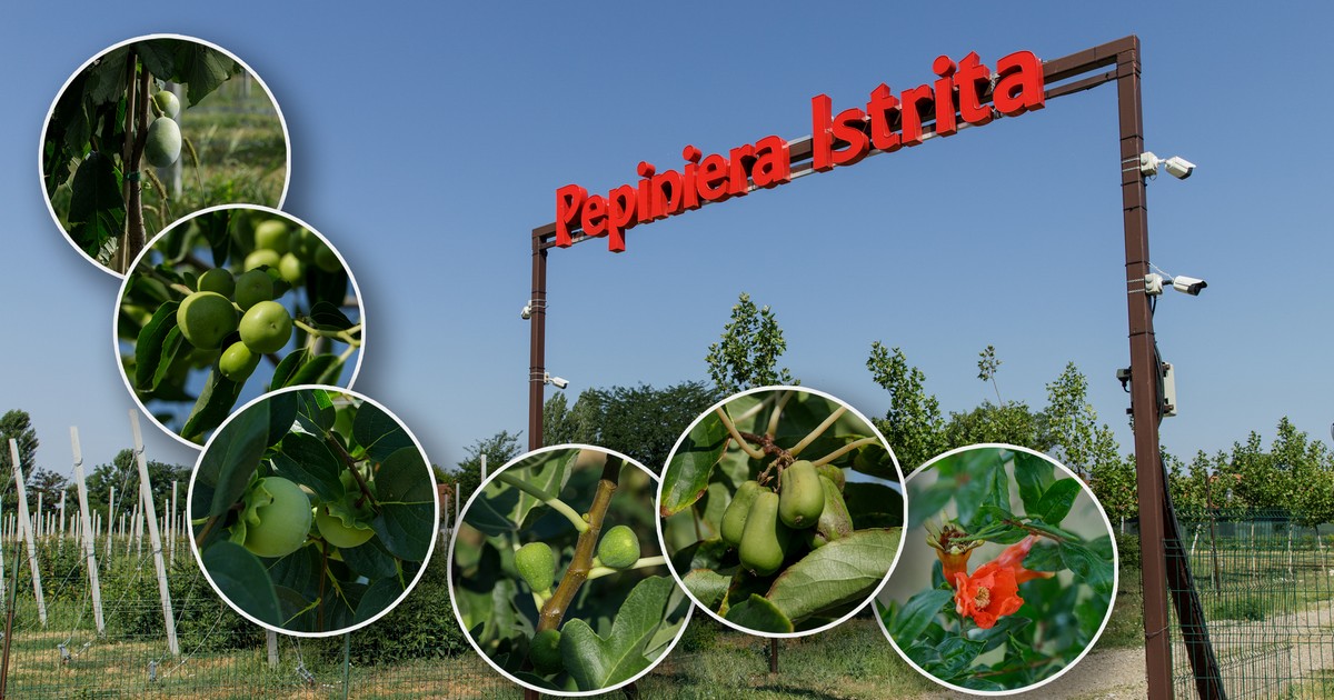 Arhiva foto