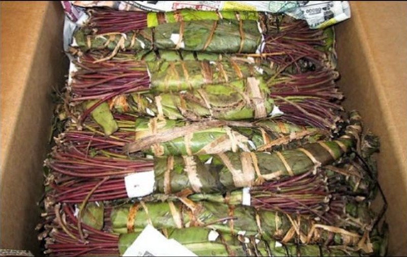 Drogul african khat e pe gustul toxicomanilor de la noi. Patru kilograme au fost interceptate într-o acțiune secretă a polițiștilor