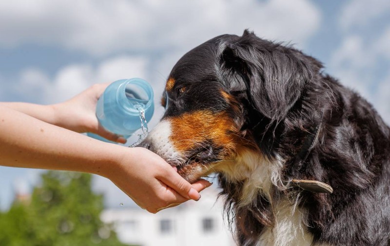 „Poate fi letal în doar 2 minute!” Greșeala banală pe care o fac mulți stăpâni de câini pe caniculă. Avertismentul medicilor veterinari