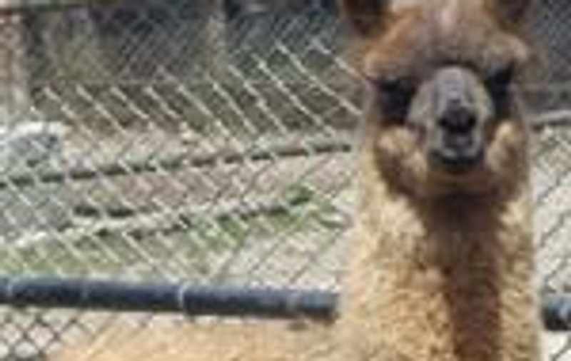 Ei sunt puii de la Zoo