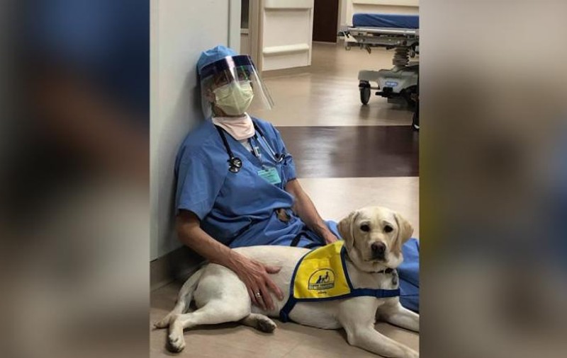 Un labrador aduce alinare medicilor care luptă împotriva coronavirusului