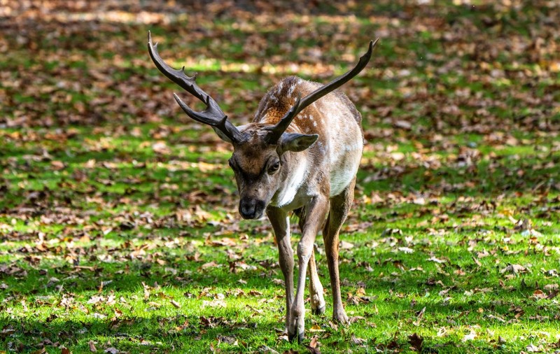 Agenți Mossad, operațiuni secrete și revoluția din Iran: cum a reușit Israelul să aducă în țară un animal biblic dispărut