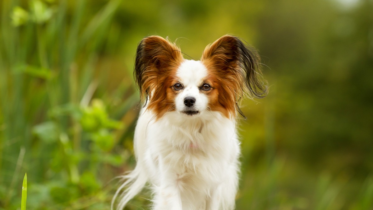 Rasa Papillon - ce caracteristici are unul dintre cei mai ascultători câini