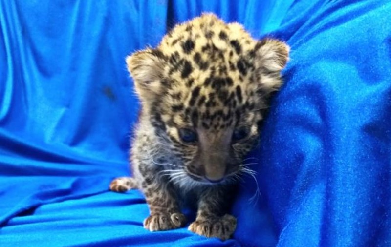 Pui de leopard, găsit într-un bagaj de mână pe un aeroport din India. Cum a fost descoperit animalul / VIDEO