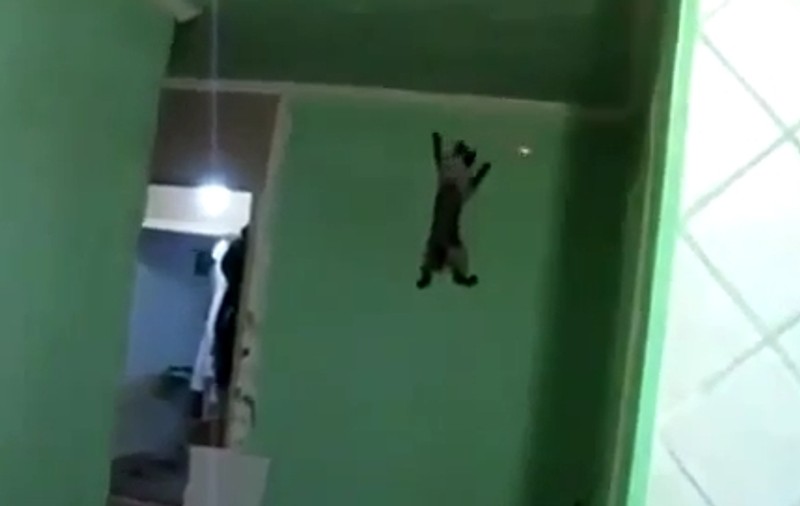 Superpisicuţa în acţiune! Iată ce poate face o mâţă dacă e provocată | VIDEO