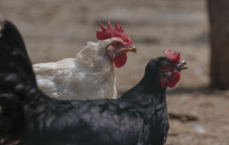 Găini gratuite împotriva risipei alimentare: Experimentul din Franța și Belgia poate inspira și alte orașe