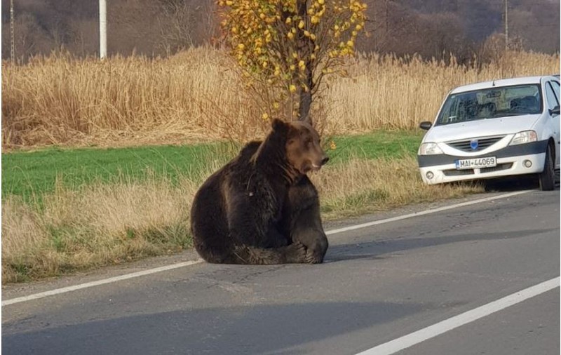 Ședință de urgență la Ministerul Mediului în cazul ursului lovit de mașină și lăsat să agonizeze 18 ore