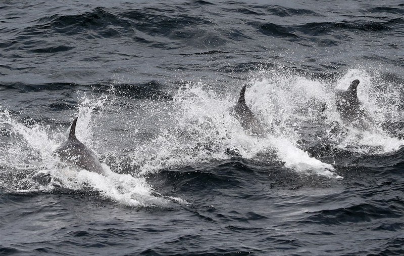 Peste 900 de delfini au eșuat pe plajele Franței de la Oceanul Atlantic, în acest an