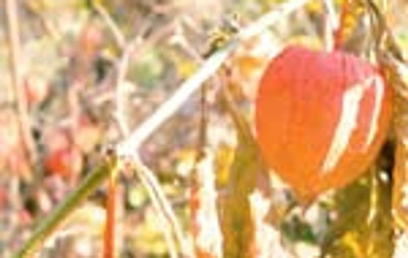 Lampionul chinezesc trebuie plantat in sol gras