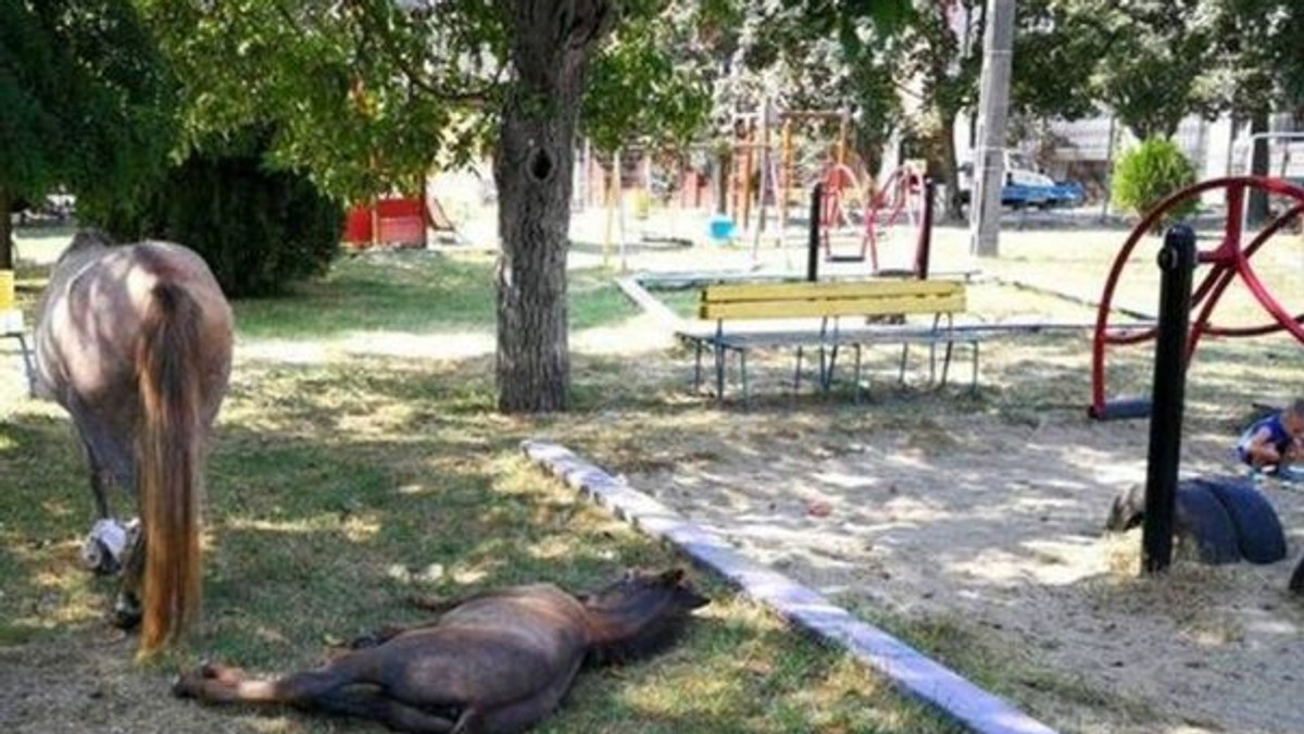 Trei cai au fost lăsați la păscut într-un parc din Timișoara. Proprietarul a fost amendat