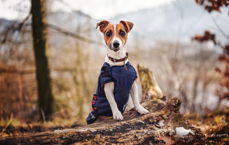 O veterinară explică dacă și blănoșii trebuie să poarte hăinuțe în lunile mai reci, iar ceea ce spune e surprinzător