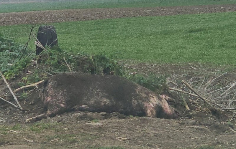 Porci morți de pestă, găsiți îngropaţi într-un șanț, la marginea drumului, în Nădlac. Garda de Mediu Arad a depus plângere penală