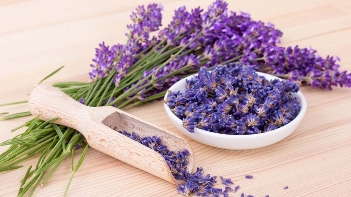 Lavanda- plantare, ingrijire, beneficii, curiozitati