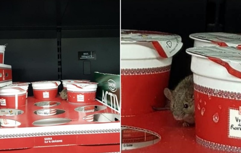 Un șoarece a fost filmat într-un supermarket din Arad. Mișuna printre cutiile cu iaurt / VIDEO