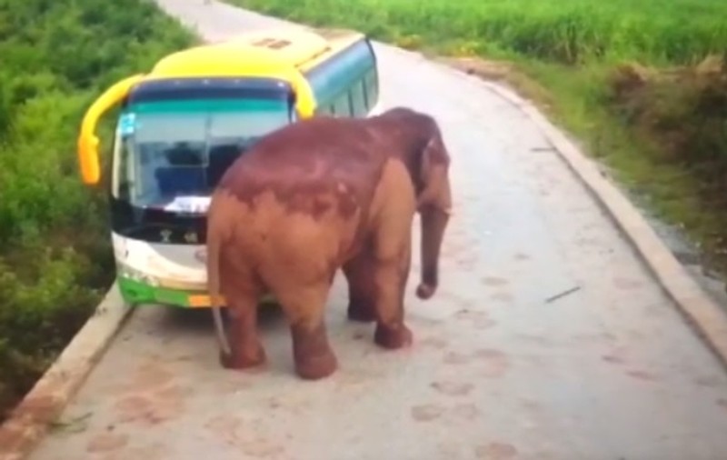 VIDEO | Momentul în care un elefant atacă două vehicule