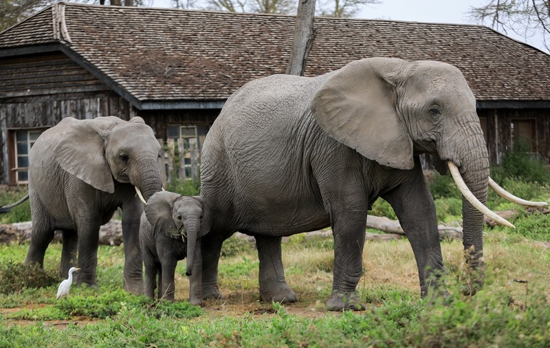 Elefanții stresați de la o grădină zoologică din Polonia vor primi un tratament cu marijuana medicinală