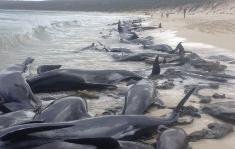 Aproape 150 de balene au murit într-o noapte după ce au rămas blocate într-un golf australian