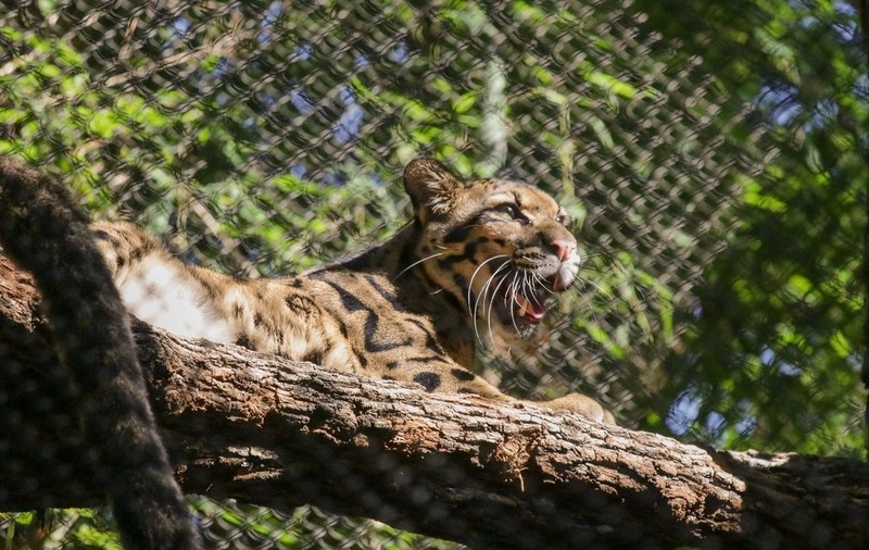Un leopard pătat scăpat de la grădina zoologică din Dallas a fost prins după șase ore. A fost căutat cu trupele speciale