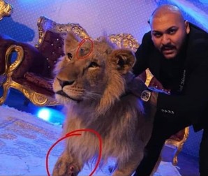 Manelistul Dani Mocanu a filmat un videoclip cu un leu rănit