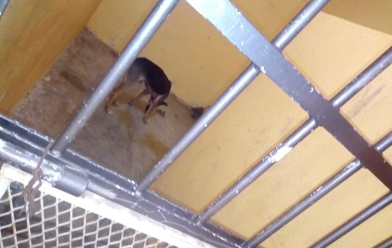 Un câine care a mușcat o femeie a fost arestat! Asociațiile pentru protecția animalelor au luat foc: "Vor să-l omoare!"