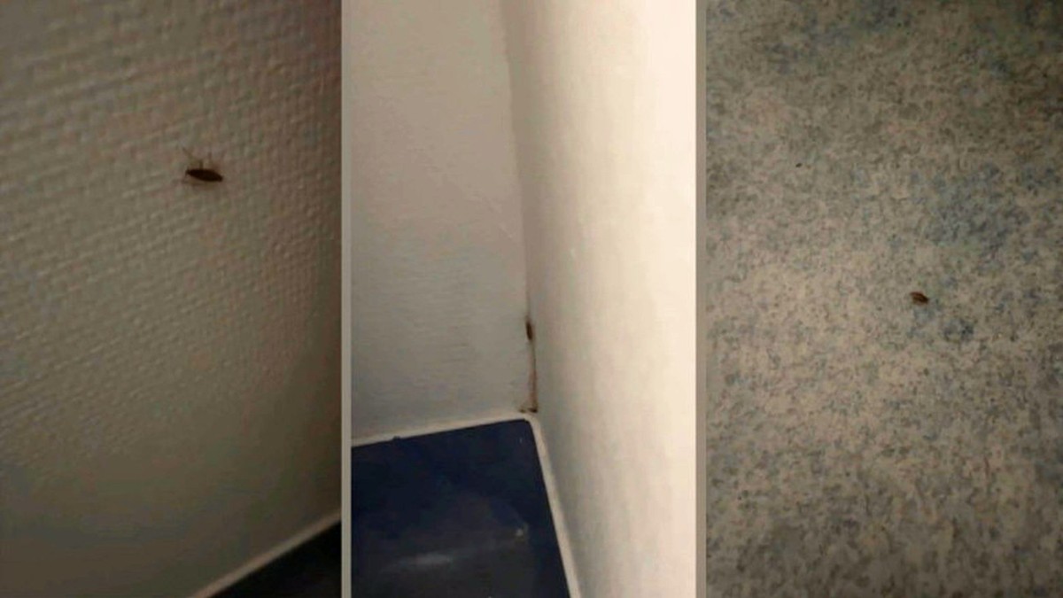 Imagine cu gândaci la Spitalul din Slatina