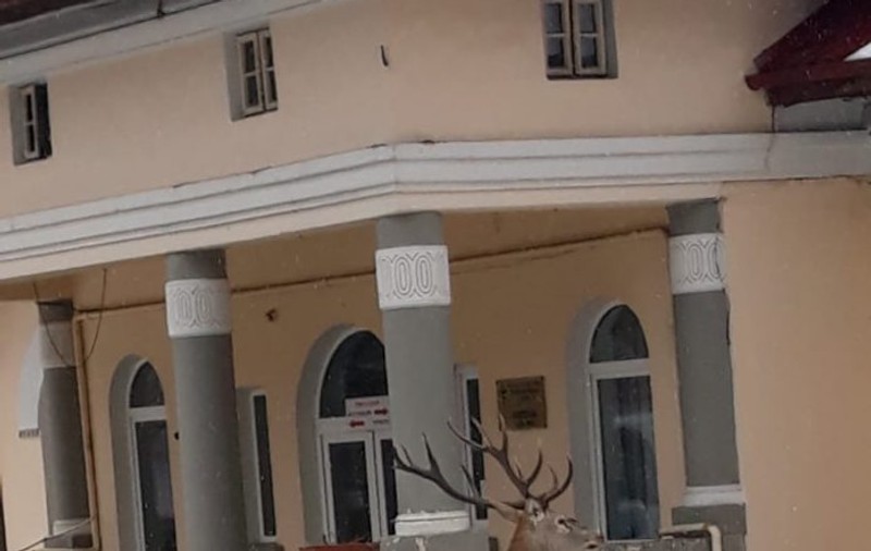 FOTO | Un cerb s-a adăpostit în curtea unui spital din Azuga. Era fugărit de un urs și de câini