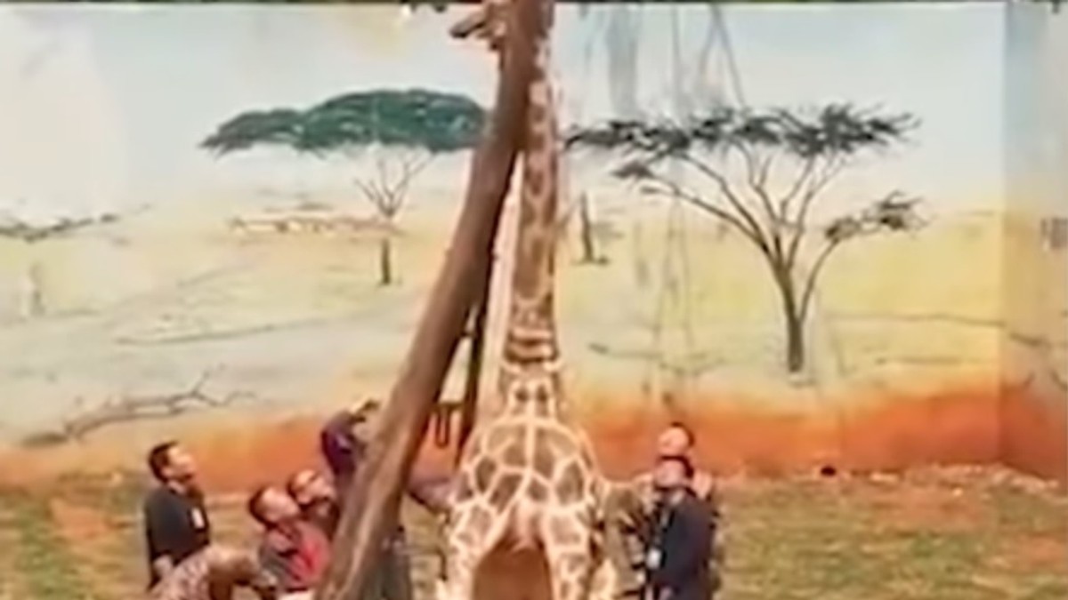 O girafă a murit după ce a rămas cu capul blocat între crengile unui copac