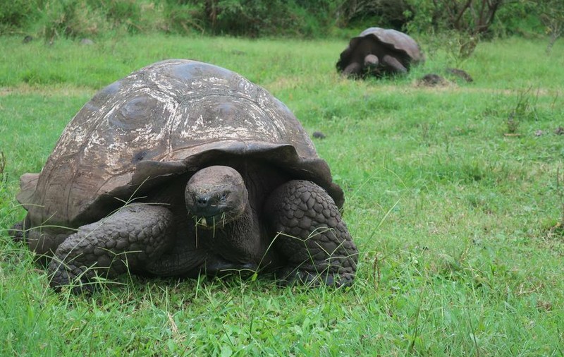 O broască țestoasă de la Zoo Viena a murit la 130 de ani. „Numeroși vizitatori îl ştiau dintotdeauna pe Schurli”