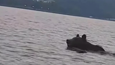 Urs surprins în zona barajului Bicaz. Foto Captură video