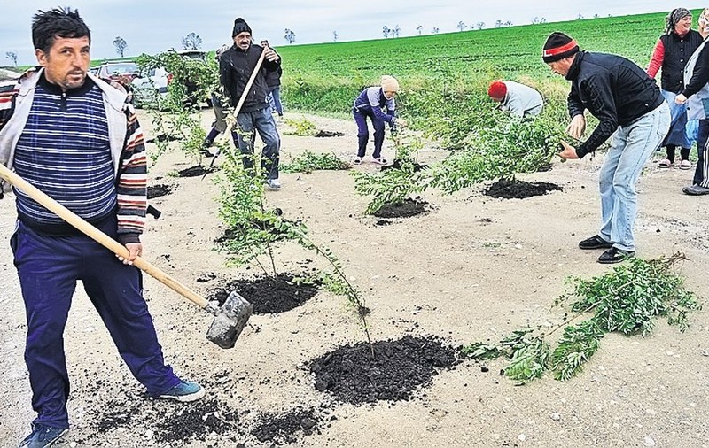 Au plantat o pădure în gropile şoselei! Protest bizar pornit chiar la iniţiativa unui primar