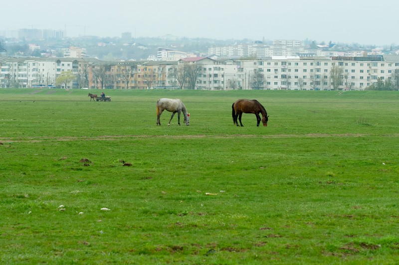 Caii şi căruţele sunt prezenţe familiare în cartierul din marginea Iaşiului