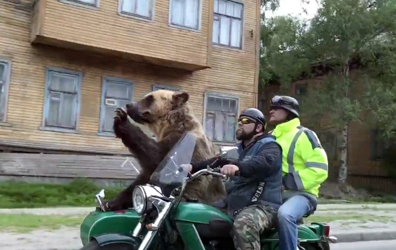 VIDEO VIRAL | Vedere din Rusia - Ursul care se plimbă cu motocicleta