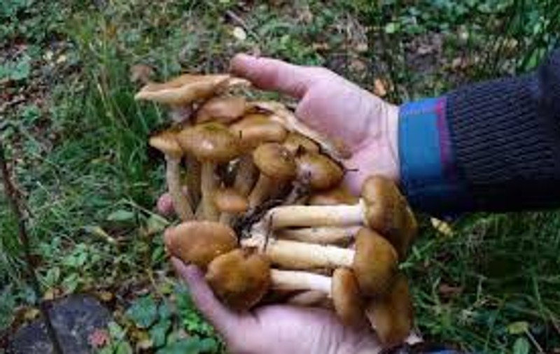Excursie de coșmar. Șase copii și un adult au ajuns de urgență la spital după ce s-au intoxicat cu ciuperci