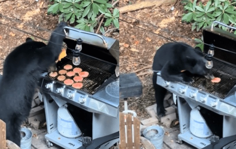 Doi urși au năvălit peste petrecerea unei familii, în Tennessee, și au mâncat toți burgerii de pe grătar | VIDEO