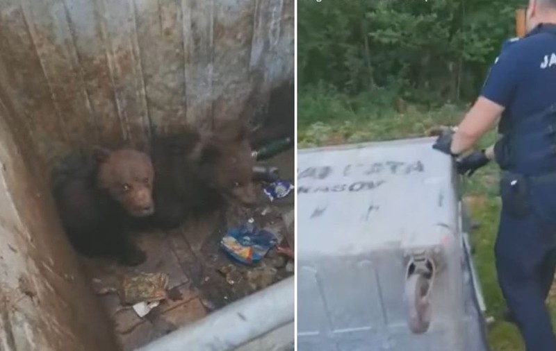 Doi pui de urs, salvați de jandarmi, după ce au rămas blocați într-un tomberon din Poiana Brașov