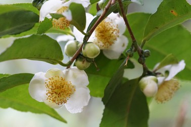 Camellia Sinensis sau planta de ceai