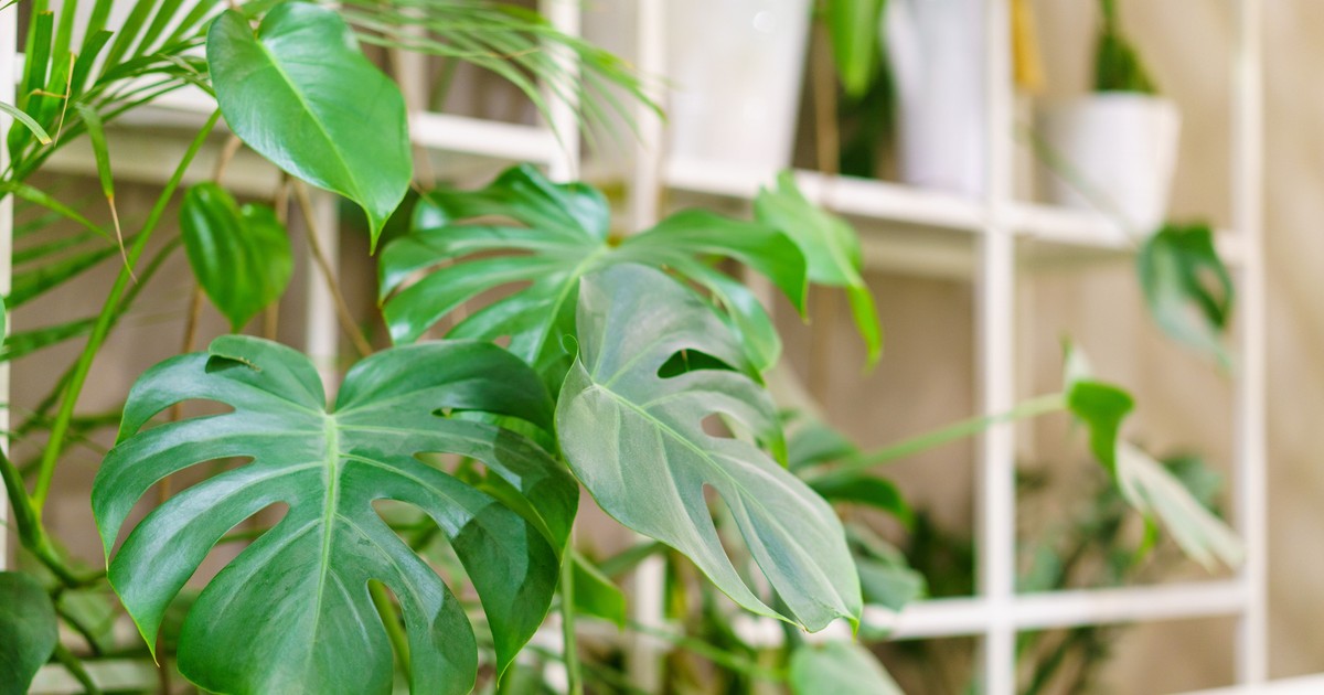 Monstera - sfaturi de îngrijire