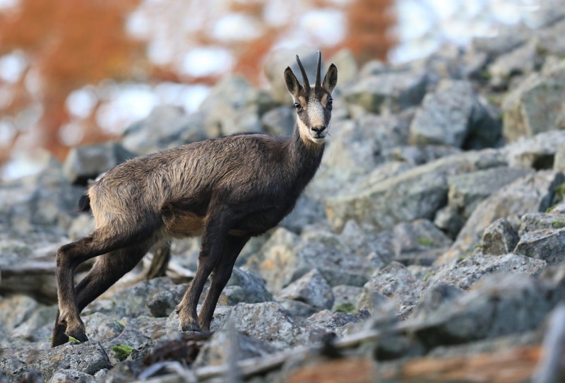 Animale salbatice pe cale de disparitie- Capra Neagra