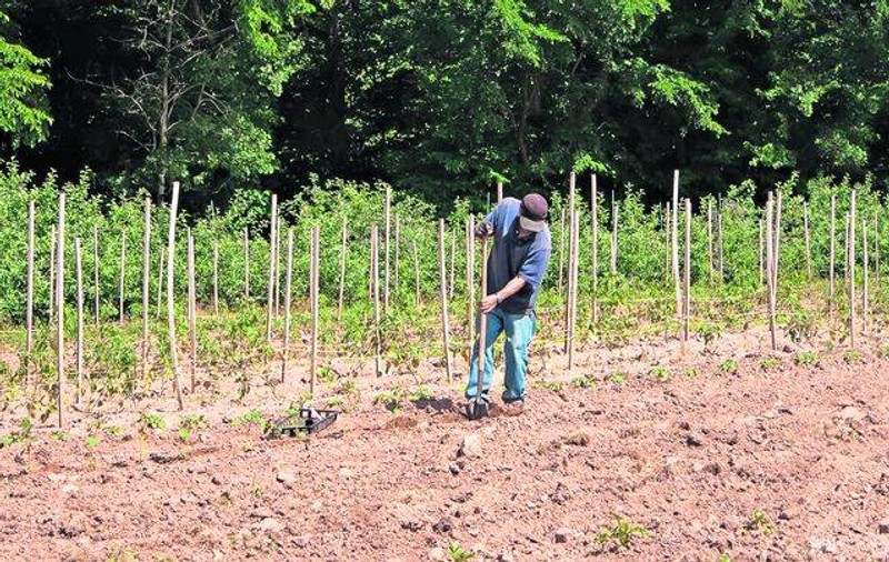 Agricultura ecologică a fost răpusă din cauza birocrației excesive. Peste 1.000 de producători bio din Bistrița-Năsăud au renunțat să mai crească produse fără chimicale