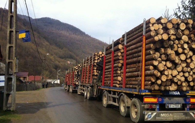 Noul Cod Silvic, aproape de promulgare | Ce pedepse vor primi hoții de lemne