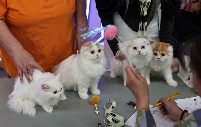 FOTO. Pisicile au pus stăpânire pe un mall din Capitală. Peste 250 de exemplare participă la Expoziția Internațională Feline WCF