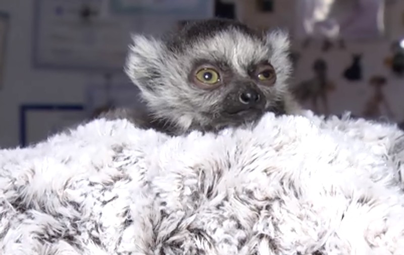 Un lemur care s-a născut la grădina zoologică din Kiev a fost botezat Bayraktar, după numele dronelor turcești folosite de armata ucraineană