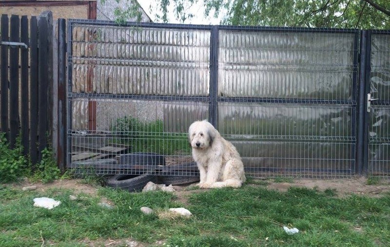 Poveste dramatică în Dolj | De 5 ani, Hachiko își așteaptă stăpânul mort în fața porții