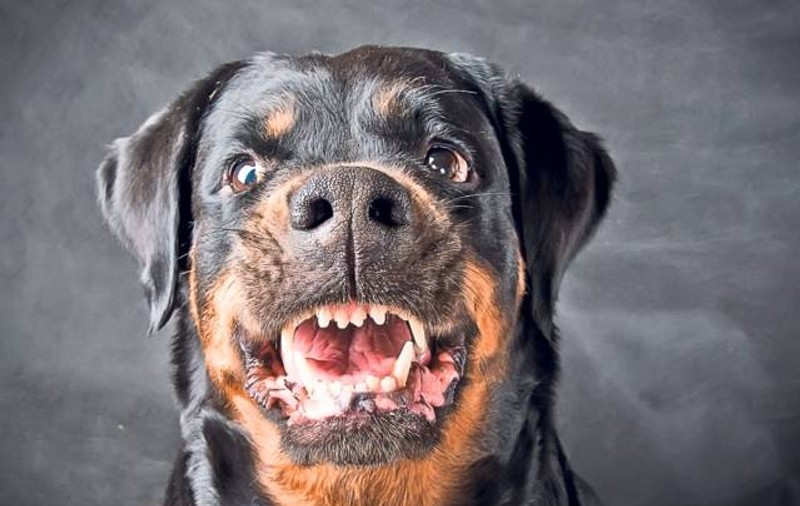 ȘOCANT. Fetiță de un an mușcată grav de Rottweilerul familiei