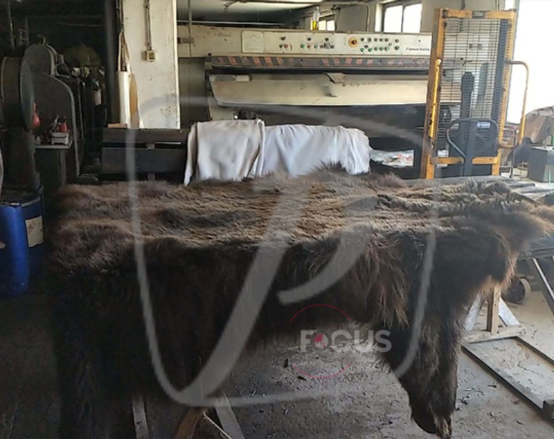 Ministrul mediului a anunțat că trofeul ursului Arthur rămâne în țară. Blana animalului se află într-o tăbăcărie din Târgu Secuiesc
