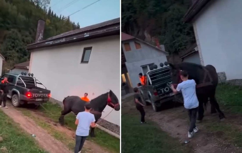 Cal forțat să tragă o mașină de teren, care avea frâna activată. Persoane reținute, în Bistrița-Năsăud, pentru schingiuirea animalului