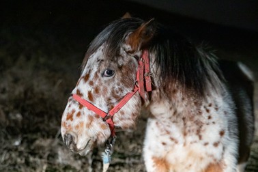 Procurorul susţine că are cai din rase rezistente la frig | Foto: Eli Driu