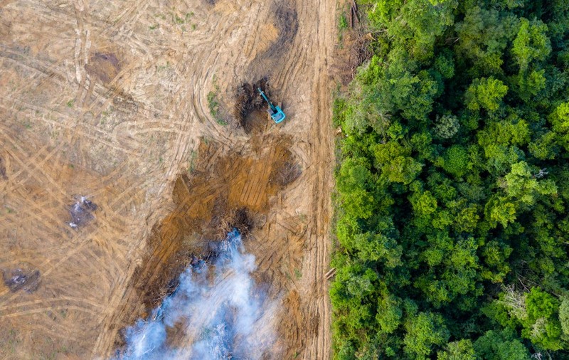Oamenii exploatează și  distrug natura într-un ritm fără precedent. Raport: în ultimii 50 de ani, planeta a pierdut 68% din populațiile de vertebrate
